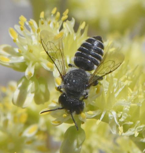 Réf. 262 988 : Megachile sp.